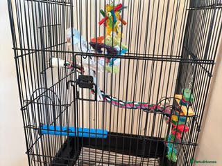 Parrots birds Blue crossover Quaker - Advert 7