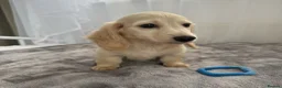 Miniature Dachshund dogs for sale: Beautiful long coat puppies ready now - Advert 32