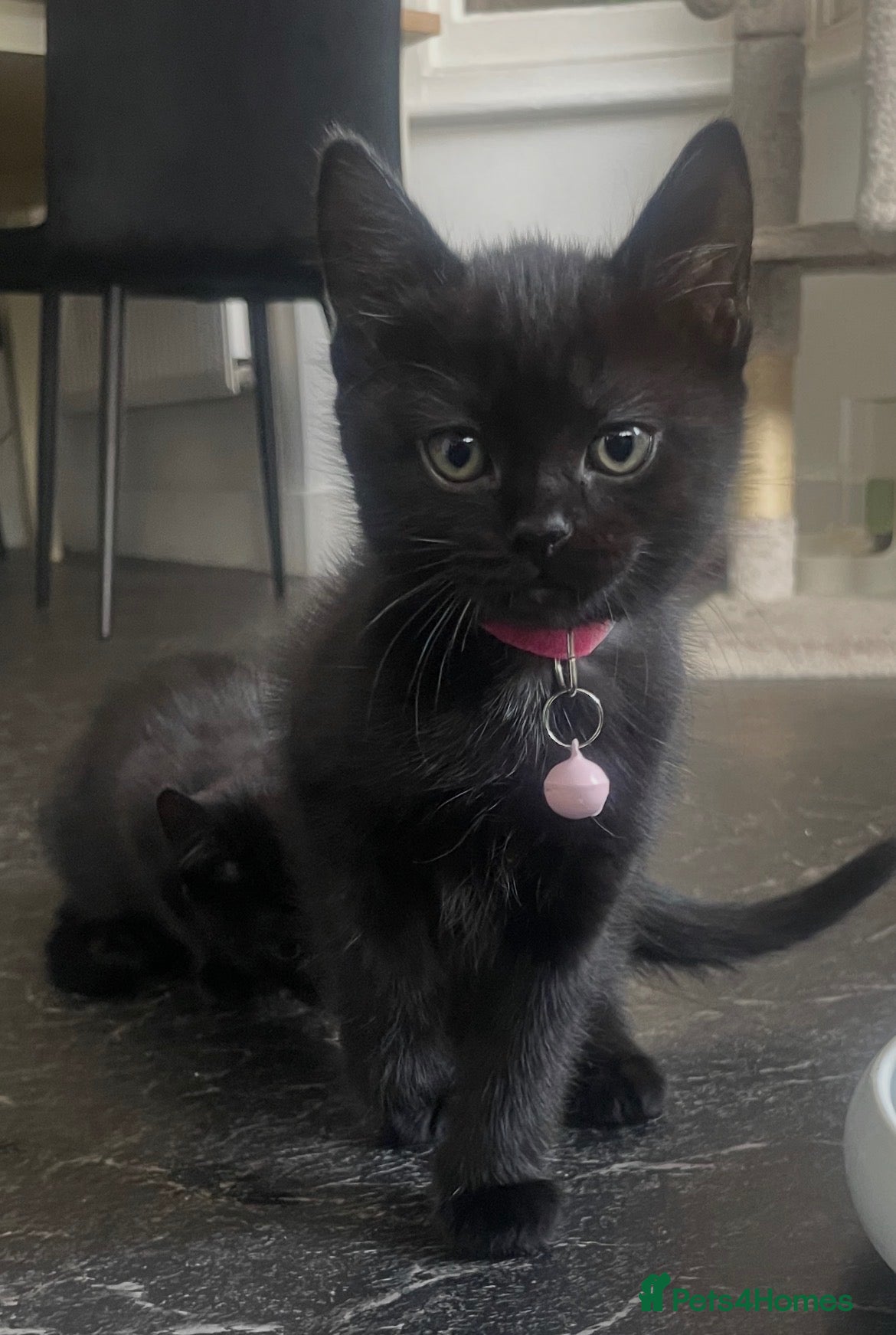 Mixed Breed cats 4 beautiful Bengal x sisters  - Advert 20