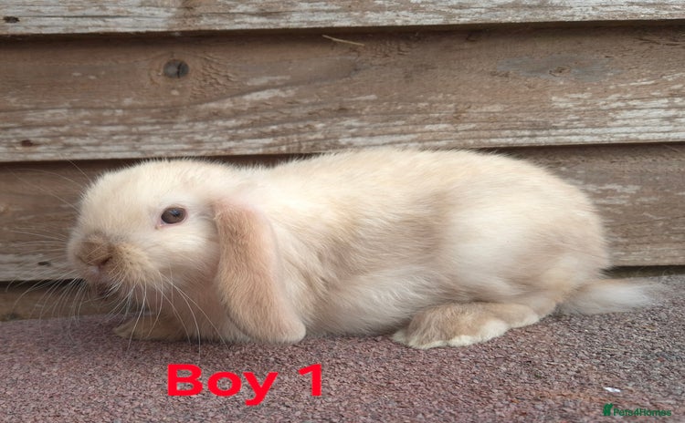 Mini Lop rabbits - Advert 15