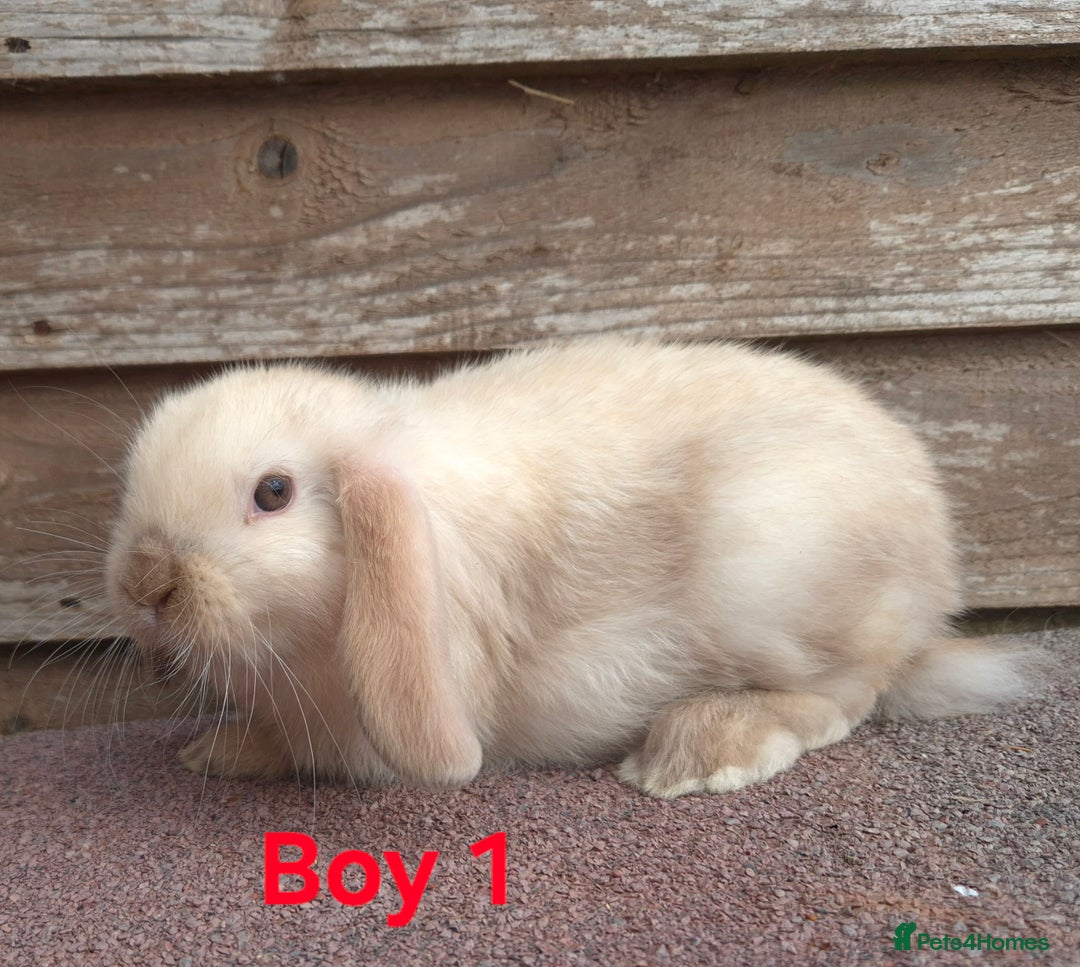 Mini Lop rabbits for sale: Mini lops - Image 1