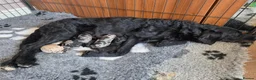 Labradoodle dogs for sale: Beautiful cuddly mini F1b Labradoodles  - Advert 3