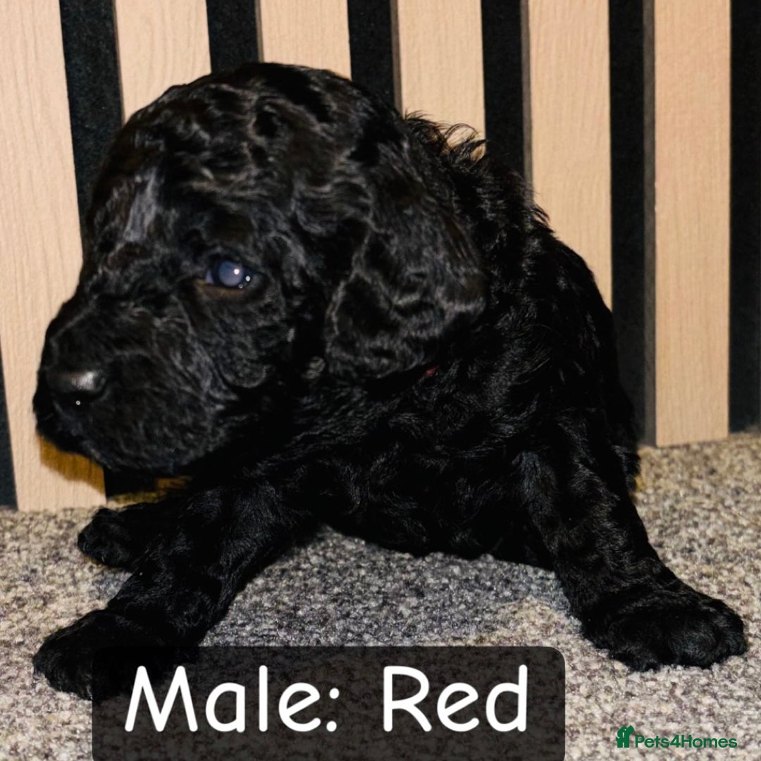 Cockapoo dogs for sale: Beautiful F1B Cockapoo Puppies Available 🐾 - Advert 2