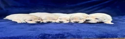 Golden Retriever dogs for sale: Stunning Cream, KC reg, health tested Puppies - Advert 1