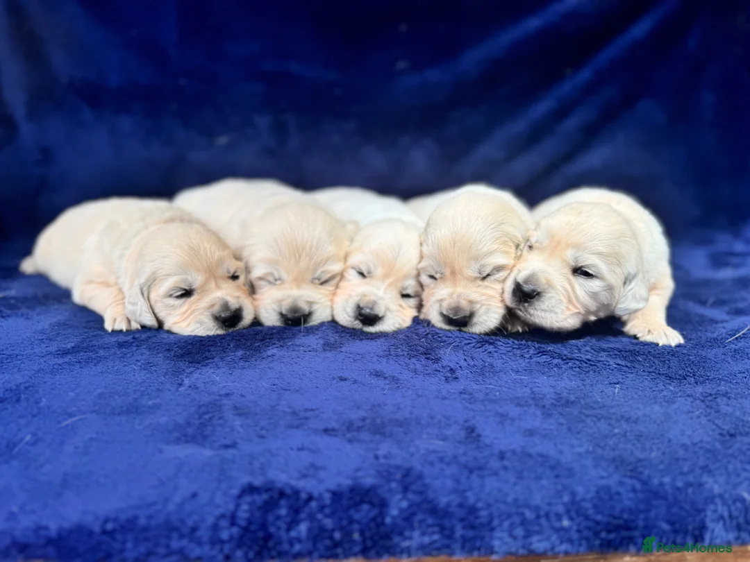 Golden Retriever dogs for sale: Stunning Cream, KC reg, health tested Puppies - Advert 1