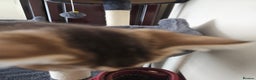 British Shorthair cats for sale: Browney - Advert 9