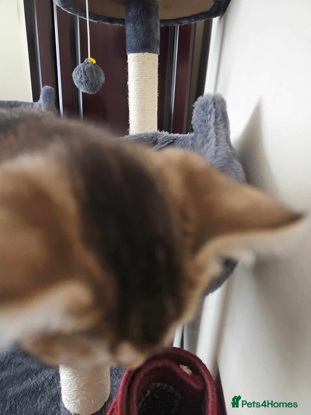 British Shorthair cats for sale: Browney - Advert 9