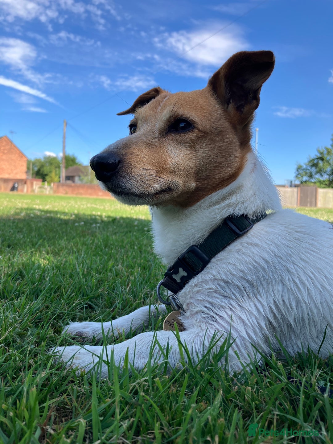 Jack Russell dogs for stud: Ronnie the jack russell for stud only.  in Stone - Image 21