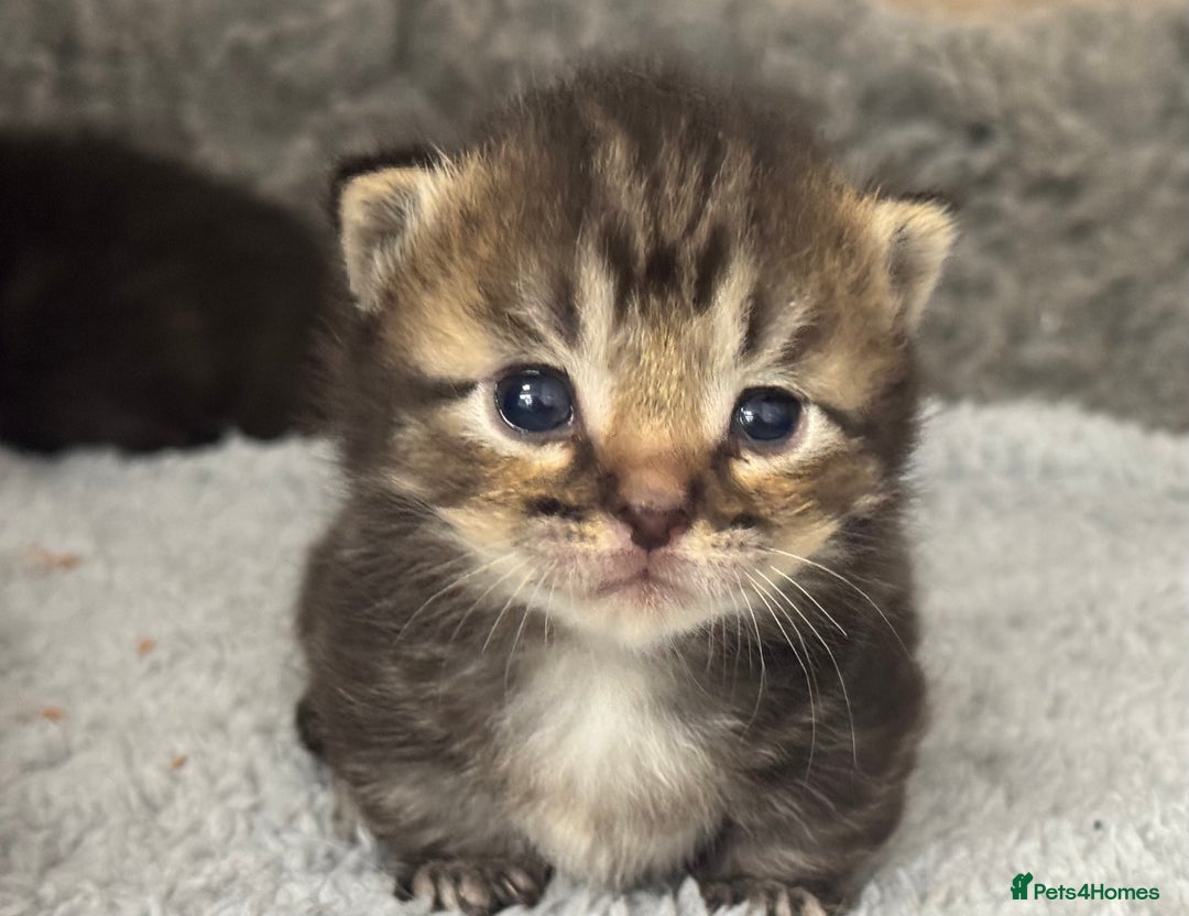 Munchkin cats for sale: Munchkin x Ragdoll Kittens For Sale ❤️ - Image 1