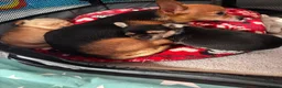 Chihuahua dogs for sale: Chihuahua puppies in Edinburgh - Advert 7