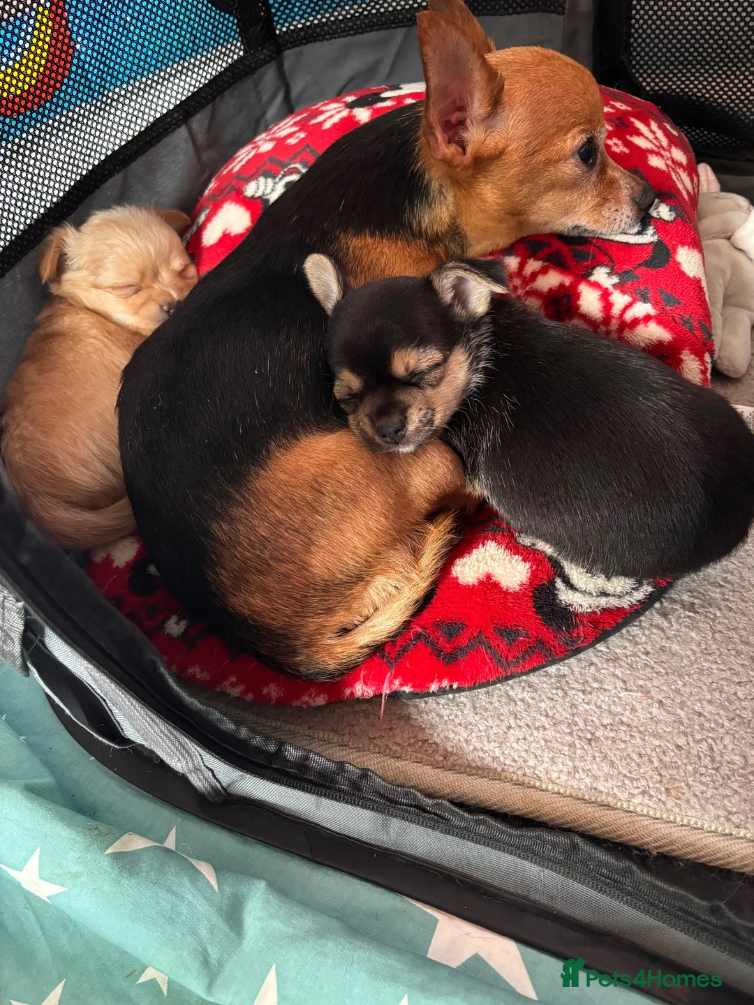 Chihuahua dogs for sale: Chihuahua puppies in Edinburgh - Advert 7
