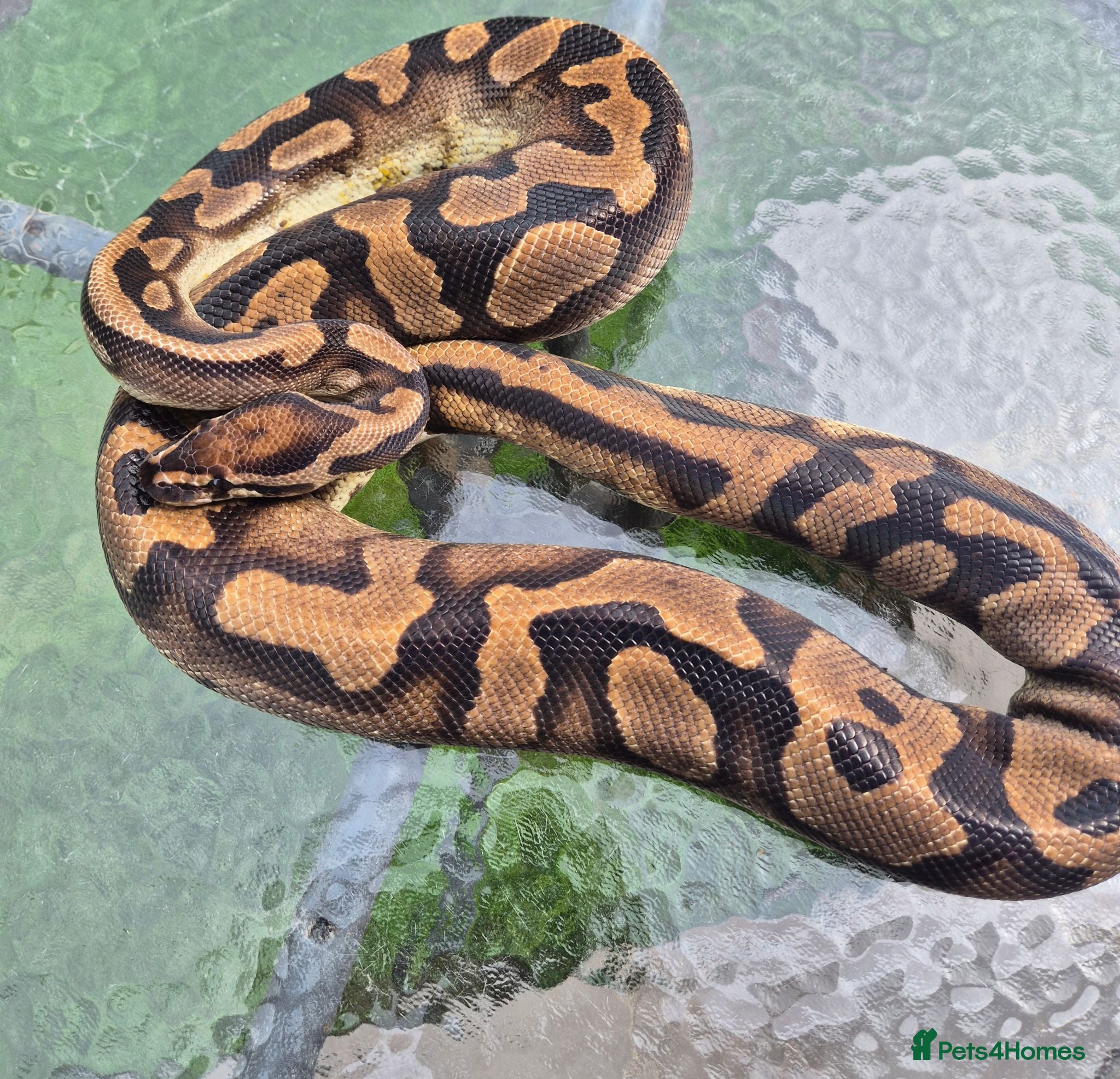 Python Snake reptiles 3 adult female ball pythons for sale £ 50 each - Advert 1