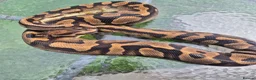 Python Snake reptiles for sale: 4 adult female ball pythons for sale  - Advert 4