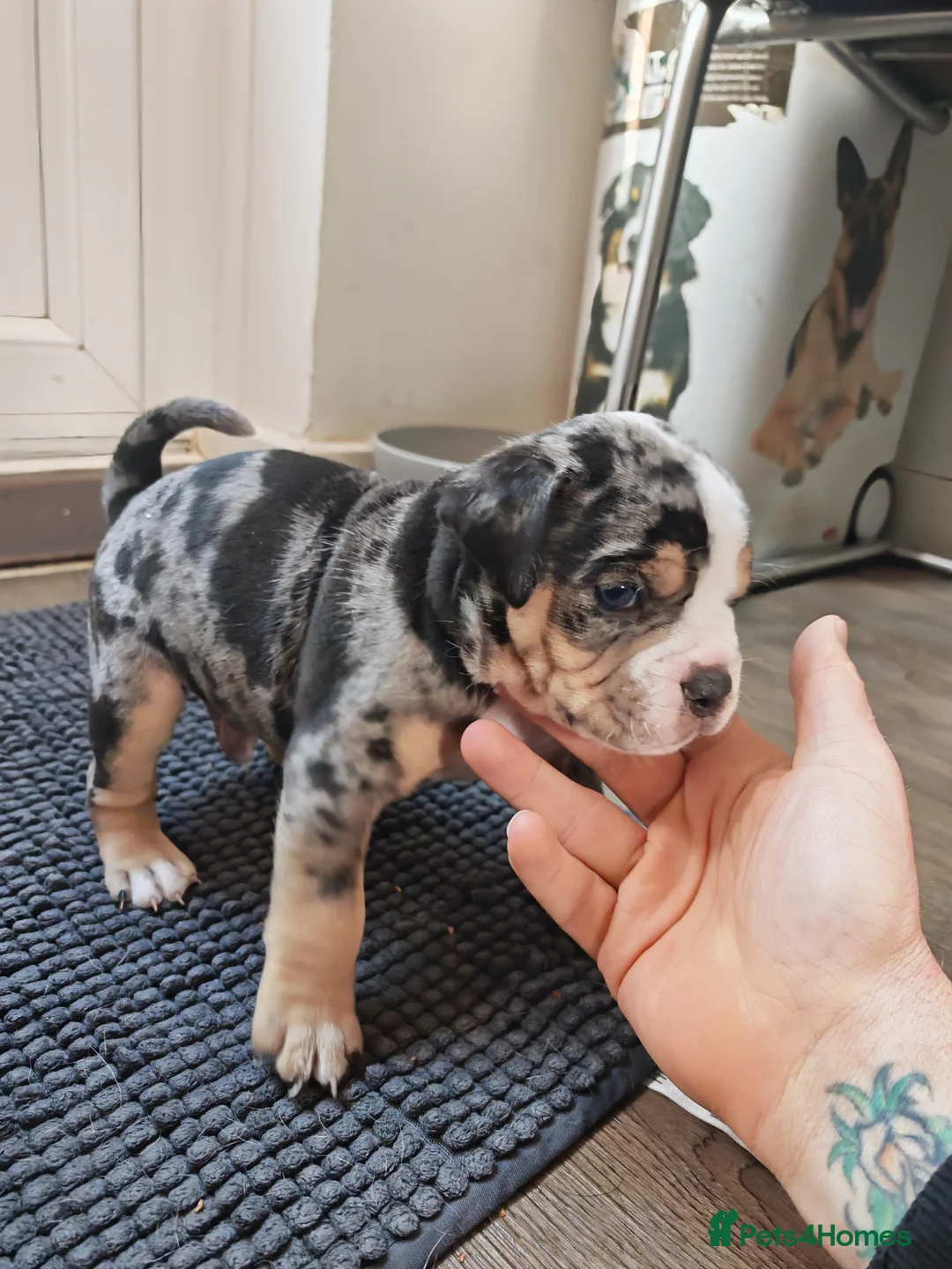 Dorset Olde Tyme Bulldogge dogs for sale: Old tyme bulldog puppies  - Advert 14