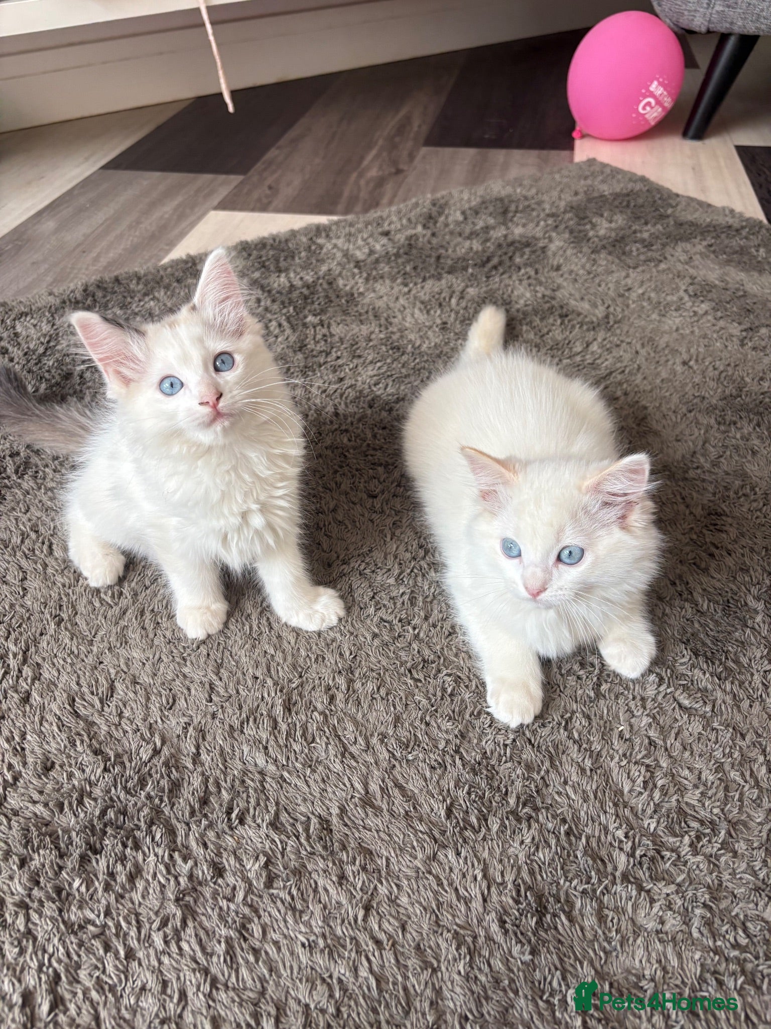 Ragdoll cats READY TO GO NOW - Beautiful fluffy Ragdoll Kittens - Advert 1