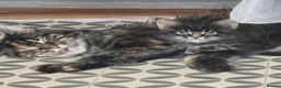 Maine Coon cats for sale: Main coon - Advert 6