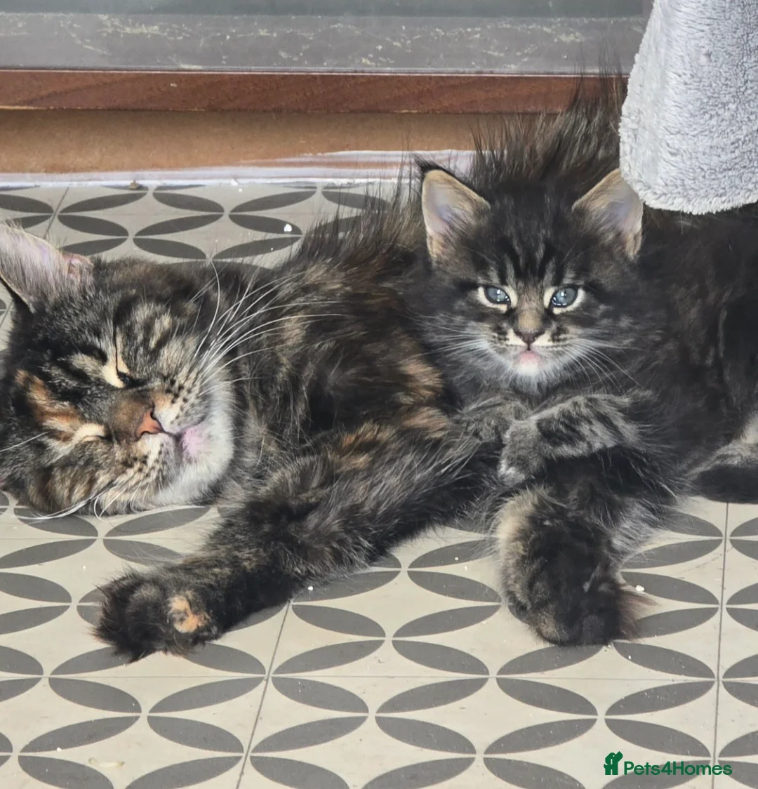 Maine Coon cats for sale: Main coon - Advert 6