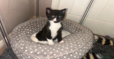 Mixed Breed cats - Advert 9