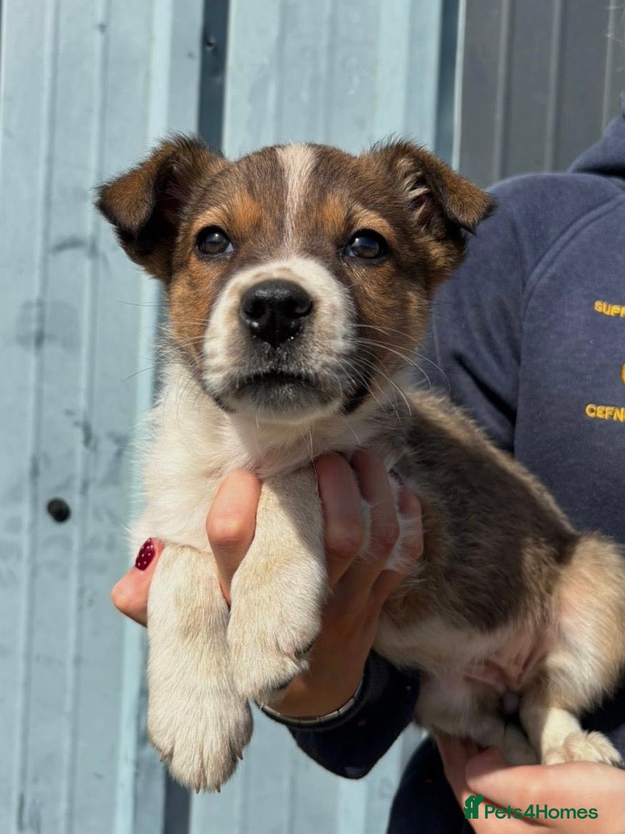 Border Collie dogs Gorgeous Border Collie Puppies 🩷 - Advert 2