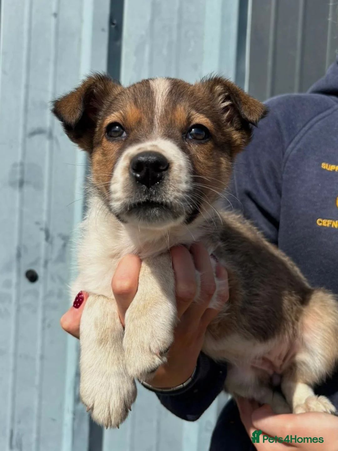 Border Collie dogs for sale: Gorgeous Border Collie Puppies 🩷 - Advert 2