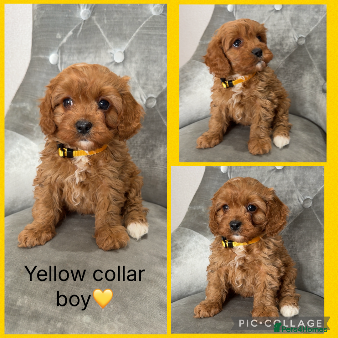 Cavapoo dogs for sale: Beautiful F1 Cavapoos - Advert 4