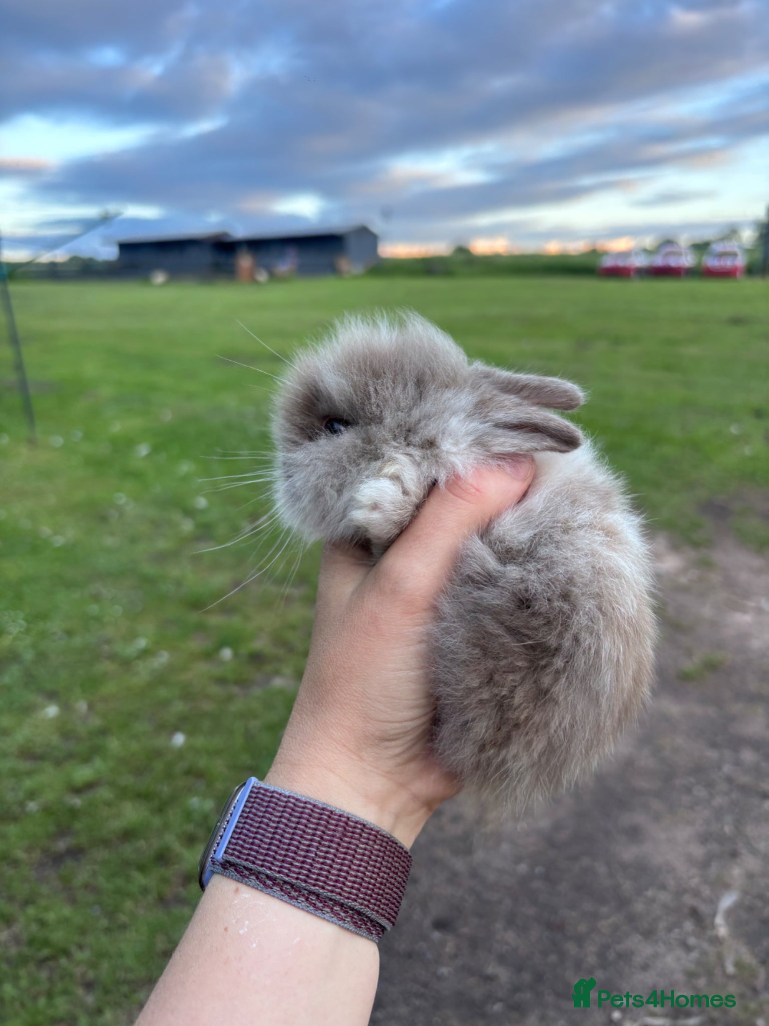 Lionhead rabbits for sale: Stunning lion head bunnies for sale  - Advert 14