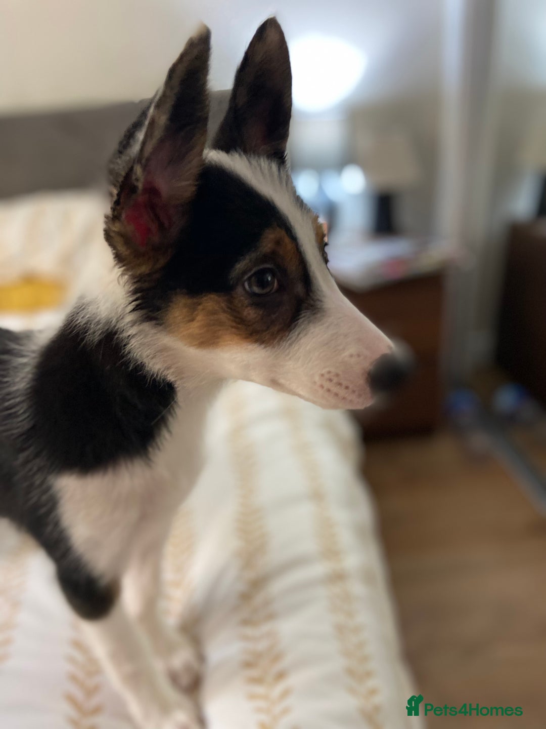 Border Collie dogs for sale: Border collies Dundee  - Image 11