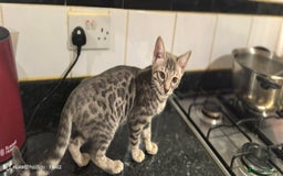 Bengal cats for sale: Purebred Silver and Snow bengals babies.  - Image 1