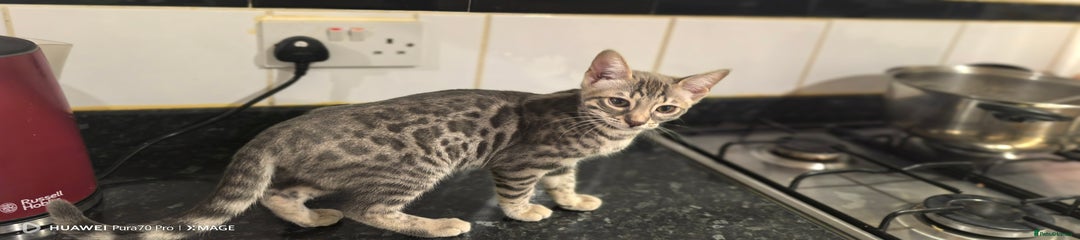 Bengal Kitten 2