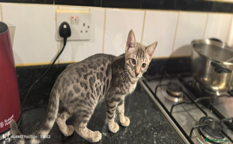 Bengal cats - Advert 6