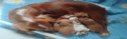 Cocker Spaniel dogs for sale: KC COCKER SPANIEL FULLY HEALTH TESTED PARENTS  - Advert 5