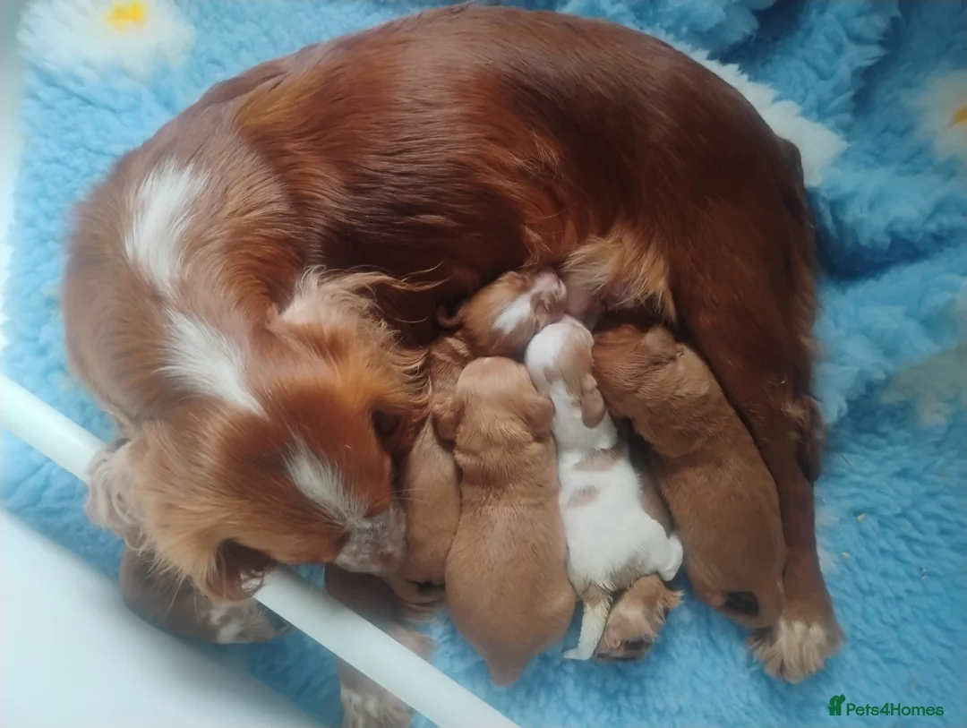 Cocker Spaniel dogs for sale: KC COCKER SPANIEL FULLY HEALTH TESTED PARENTS  - Advert 5