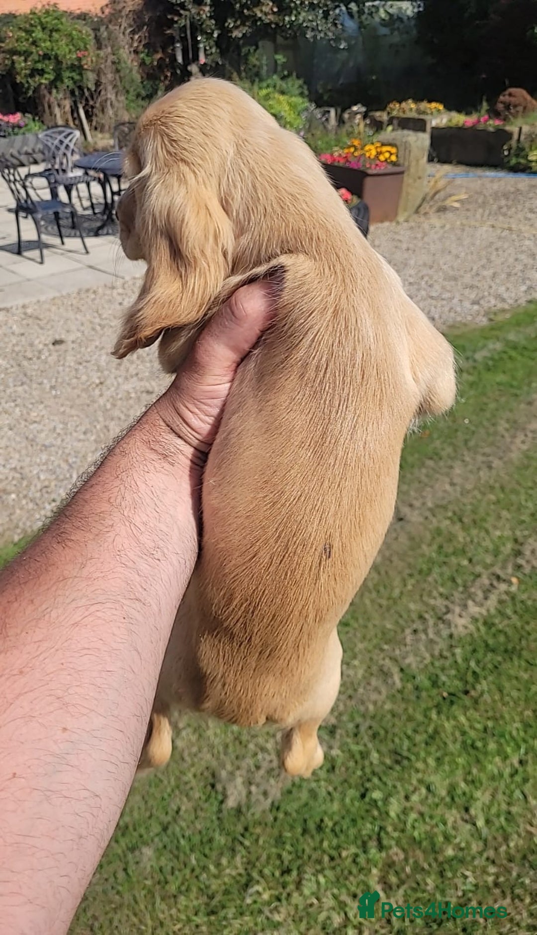 Cocker Spaniel dogs for sale: Stunning cocker spaniel puppies - Image 11