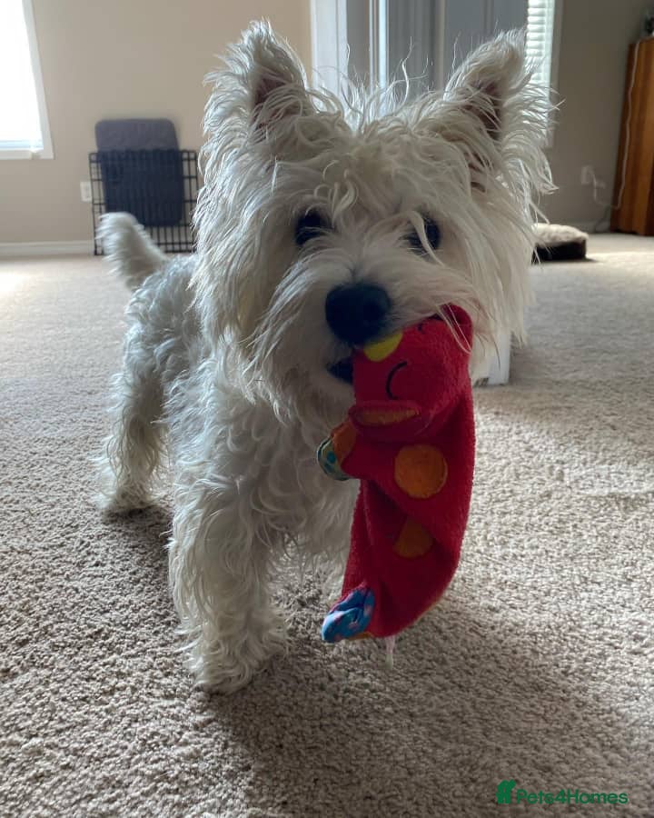 West Highland Terrier dogs Adorable West Highland Terrier - Advert 2