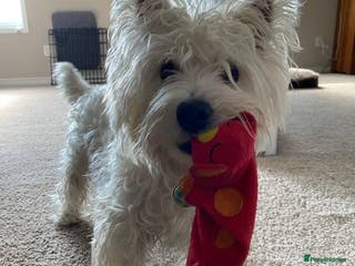 West Highland Terrier dogs Adorable West Highland Terrier - Advert 2