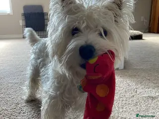 West Highland Terrier dogs Adorable West Highland Terrier - Advert 4