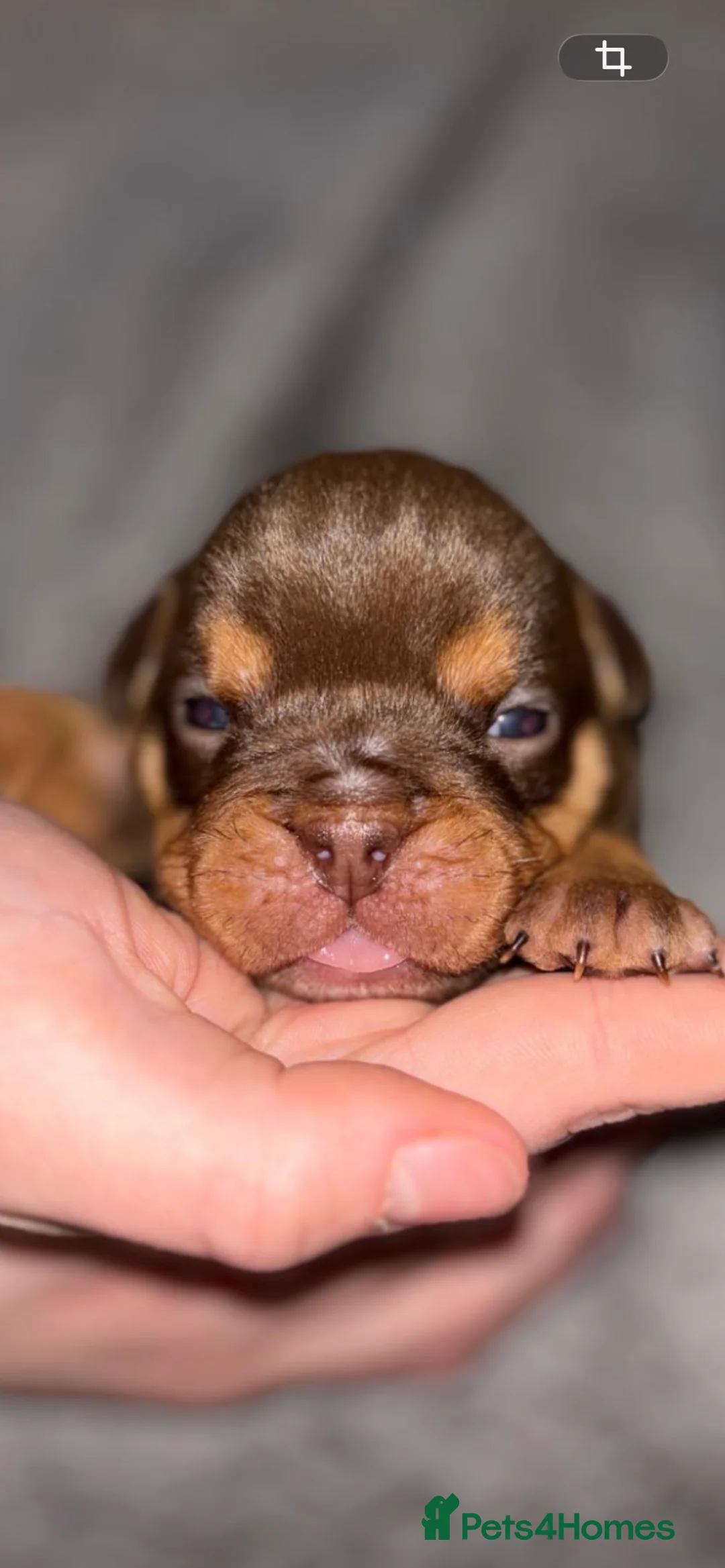 English Bulldog dogs for sale: Stunning pups  - Advert 11