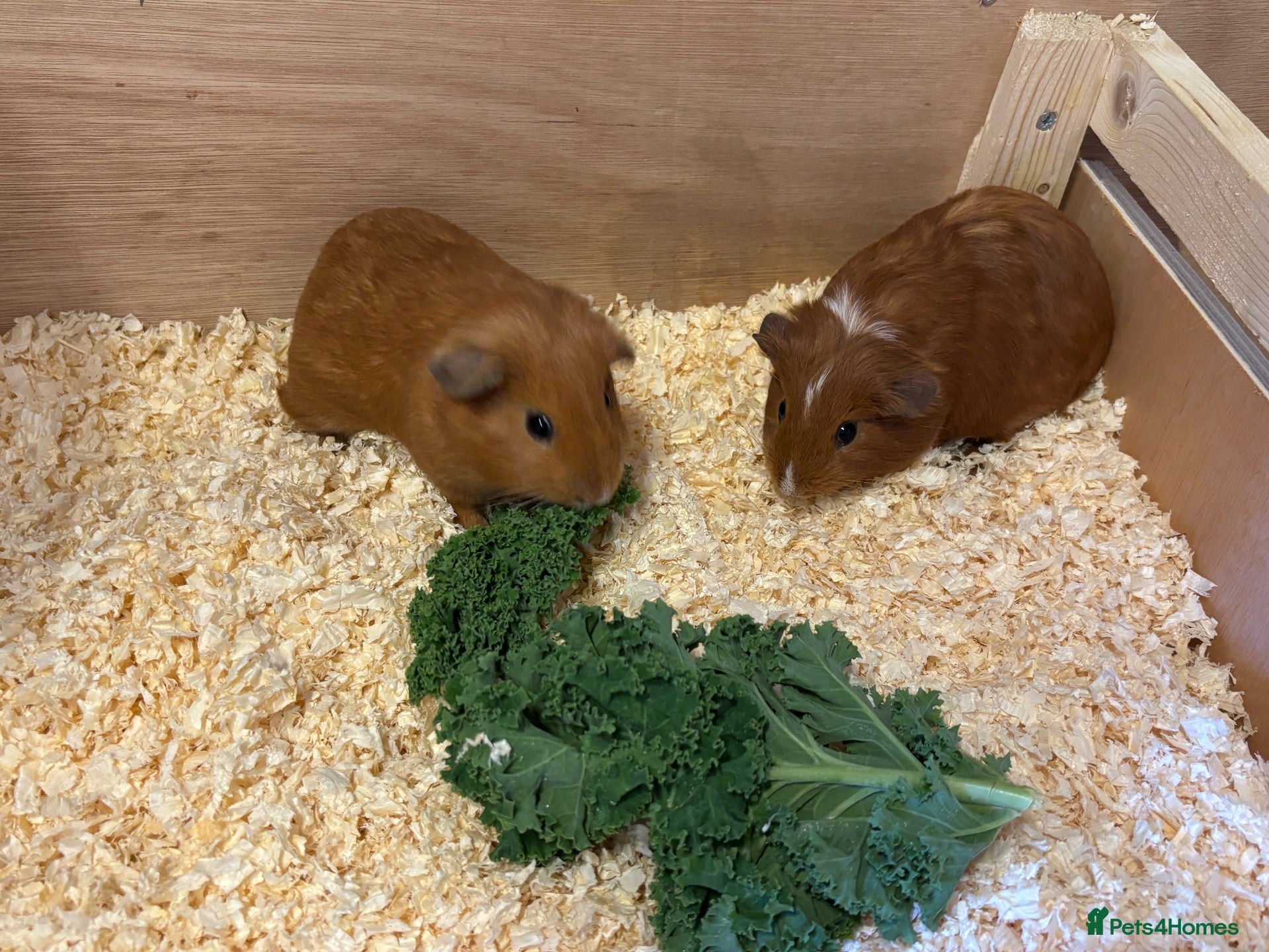 Guinea Pig rodents guinea pigs boys - Advert 17