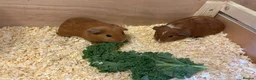 Guinea Pig rodents for sale: guinea pigs boys - Advert 1