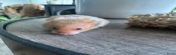 Hamster rodents for sale: Syrian hamster babies - Advert 8