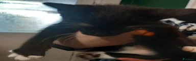 Domestic Shorthair Kitten 5