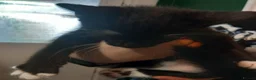 Domestic Shorthair cats for sale: Kittens in Livingston - Advert 3