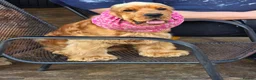 Cocker Spaniel dogs for sale: Stunning Italian Show Type Cocker Spaniel - Advert 2
