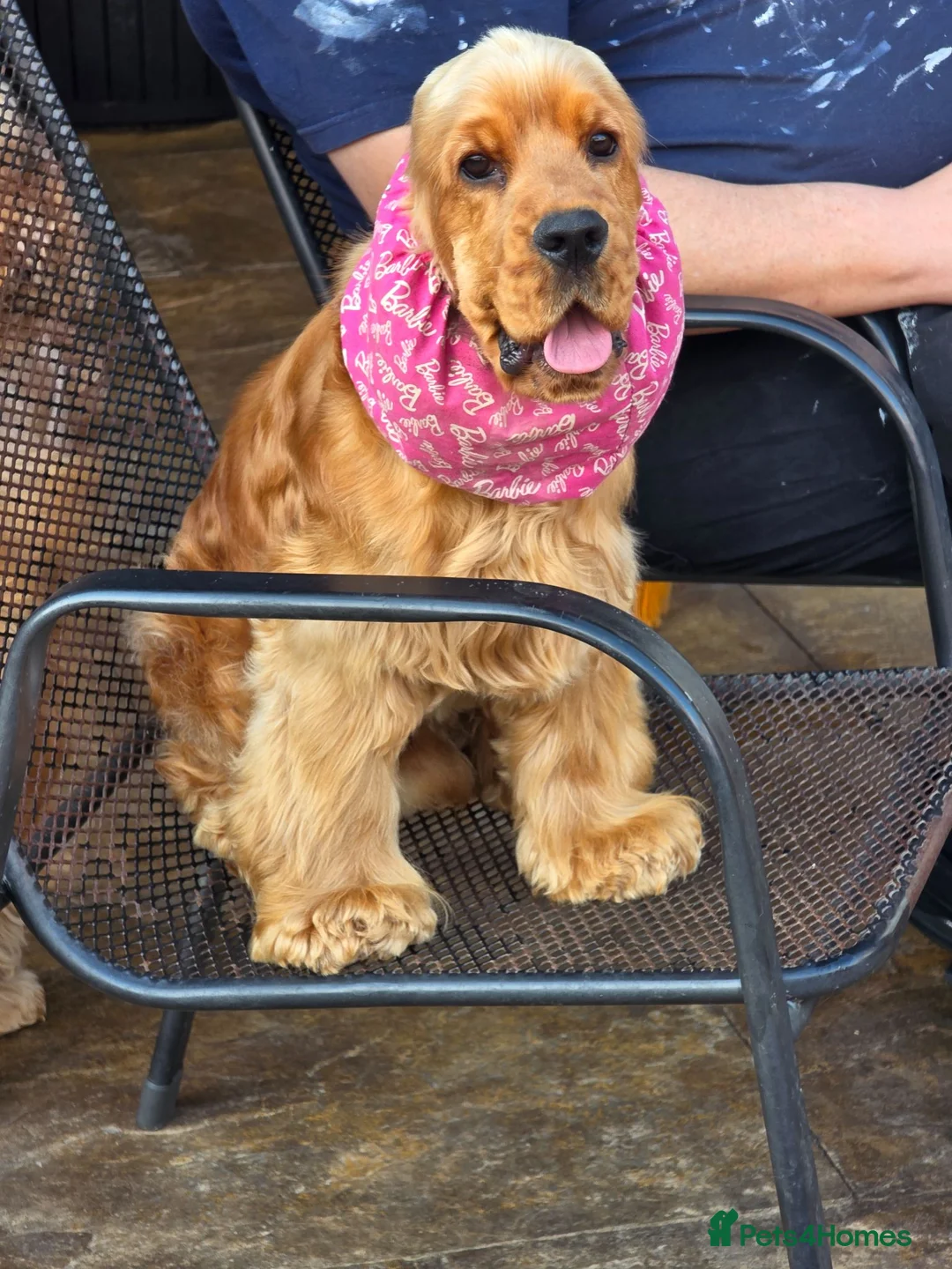 Cocker Spaniel dogs for sale: Stunning Italian Show Type Cocker Spaniel - Advert 2