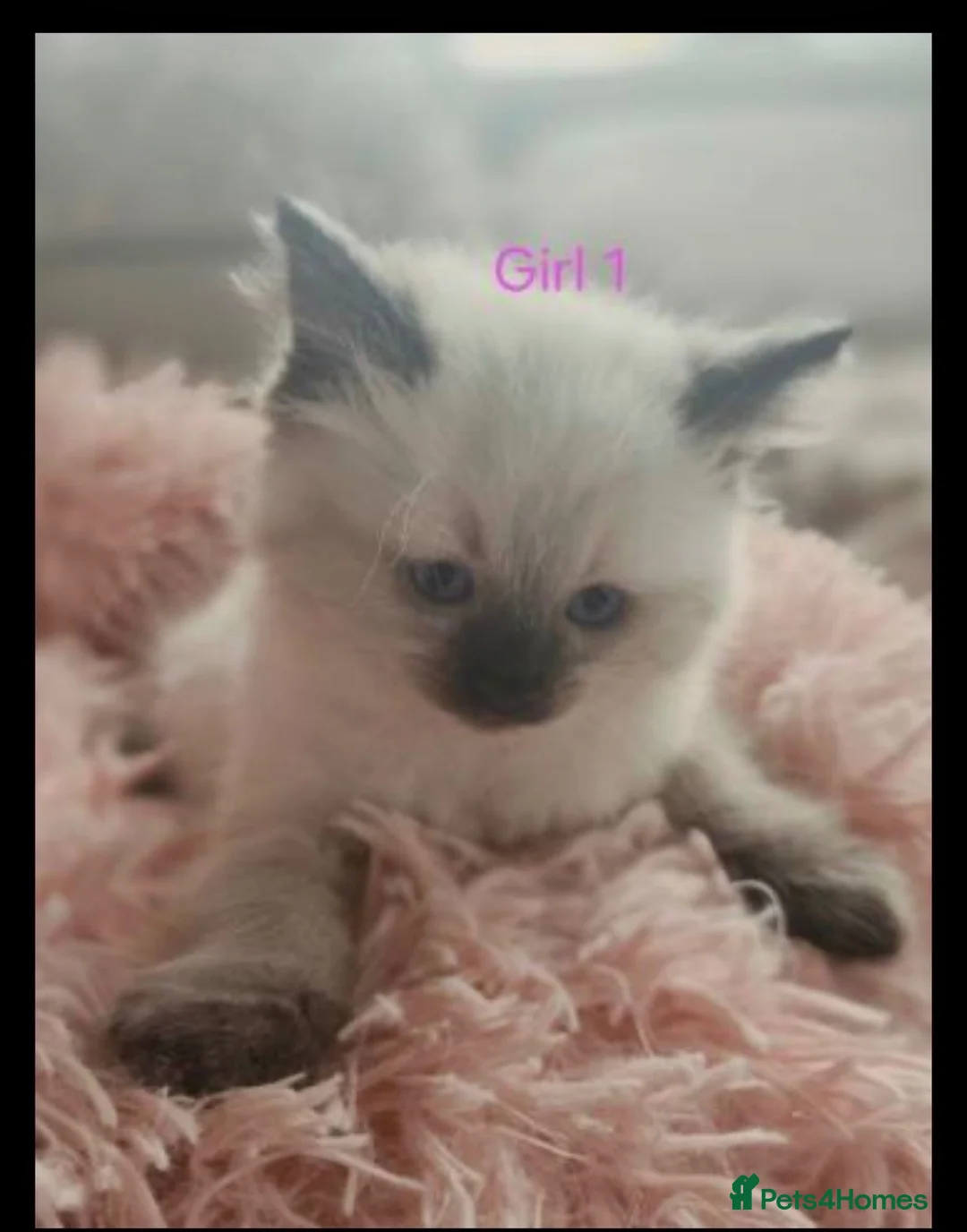 Ragdoll cats for sale: Ragdoll Kittens - Advert 2