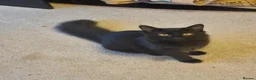 Maine Coon cats for sale: Beautiful maine coon girl - Advert 1