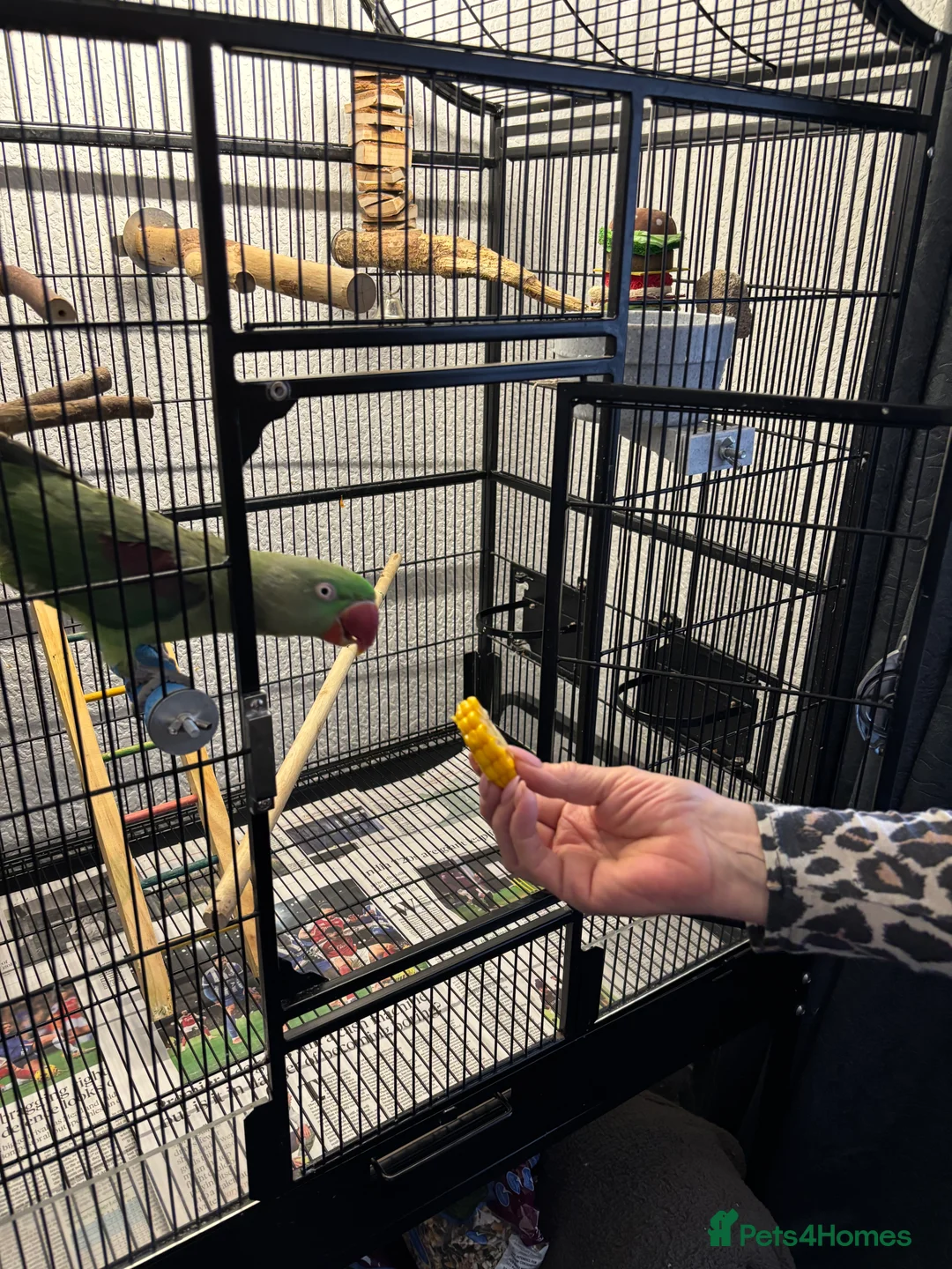 Parakeets birds for sale: Female Alexandrine, 2years old approximately  in Salford - Advert 3