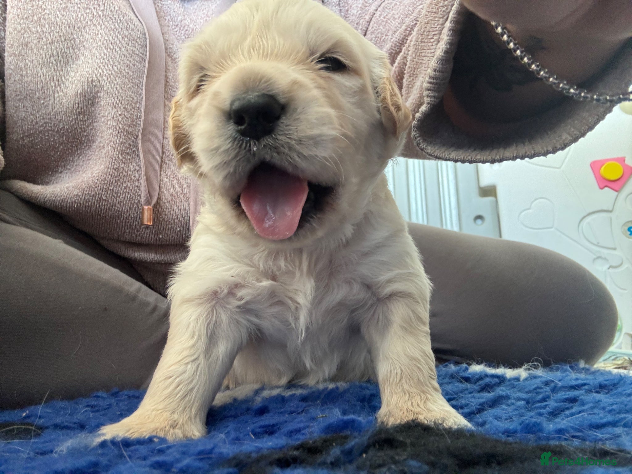 Golden Retriever dogs KC Golden Retriever Puppies Cream/Gold - Advert 18