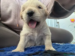 Golden Retriever dogs KC Golden Retriever Puppies Cream/Gold - Advert 18