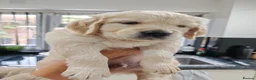 Golden Retriever dogs for sale: Mark Flanagan & Valerie Rochard  - Advert 37